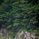 동강의 향기 이미지