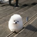 화이트포메라니안 이미지