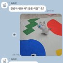 다다캣 네이버블로그