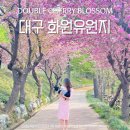 동산애견 | 대구 겹벚꽃 명소 화원유원지 화원동산 왕벚꽃 애견동반 후기
