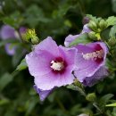 수원-0633 이미지