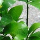 죽백6로 이미지