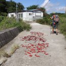 명당 태양광발전소 이미지