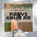사바나동물병원 | 카라칼과 사바나캣(서벌캣) 차이, 역사·차이·특징을 한 번에 (입양 전 필독 가이드)