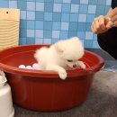 코스트코홀세일 김해점 | 2025 PET&amp;MORE 부산 펫페어 사전등록 일정 벡스코 애견동물박람회