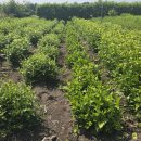 연강농장 이미지