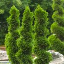 억새2축구장 이미지