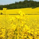 (주)호텔롯데 롯데호텔제주 이미지