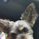 보현동물병원 이미지