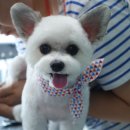 Pet salon 네이버블로그