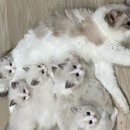 꾹꾹이 하는 고양이(kneading cats) 이미지