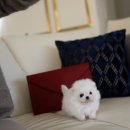 퍼피슈가 이미지