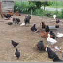 수정식당 이미지