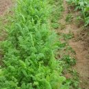 칠전농장 이미지