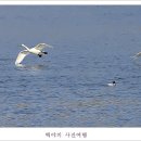 백조 이미지