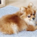 아프지말게 동물병원 이미지