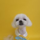 댕그루밍 이미지