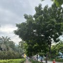 포틴메디칼 | 한국→일본→호치민..드디어 하노이 집에 간다!