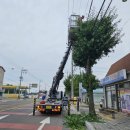 창녕대로 이미지