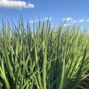 아양농장 이미지