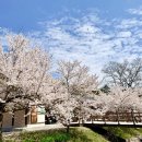내소사의 벚꽃 이미지