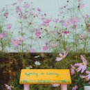 맑은산장농원 | 평창 허브나라농원 갔다가 사진 폭발함 평창 여행코스로 딱이다