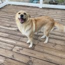 러브독 애견스쿨 이미지