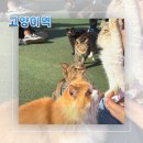 옹진사랑 | [인천︱옹진군] 인천 영흥도 사랑스러운 고양이들의 요양형 보호소겸 카페 고양이역 방문 후기