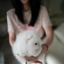 퍼피라이프 이미지