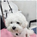 오늘도, 예쁘개 이미지