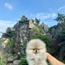 디디에퍼피 이미지