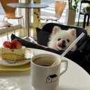 아지야과일가게(포항양덕점) | 분위기 좋은 포항신상카페 양덕 마일즈어웨이 내돈내산 후기