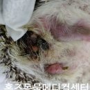 홈즈 동물병원 이미지