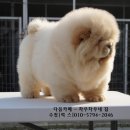 차우차우