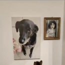 강아지세상 고양이세상 이미지