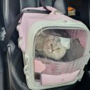 멍이살롱 이미지