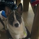 영대연합동물병원 이미지