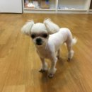 까까몽 애견미용실 이미지