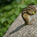 임실서초 이미지