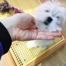 아이펫샵 이미지