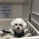 아이앤독 | 아이앤독 : 일산 푸들 미용 곰돌이컷 스포팅 후기