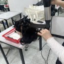 션헤어 이미지
