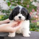 광주강아지분양 고양이분양 미유펫 본점 이미지