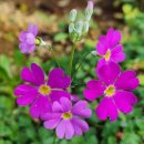 우리꽃식물원 이미지