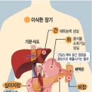 장기와 ﻿췌장 (이자) pancreas 이란? 이미지