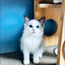 Fall in Rags 이미지