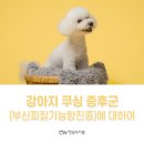 강아지 쿠싱 증후군 (부신피질기능항진증)에 대하여