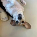 털로덮인친구들 수원매교점 이미지