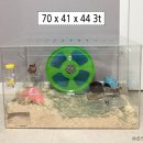 도리순이 이미지