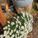 다은 민박 이미지